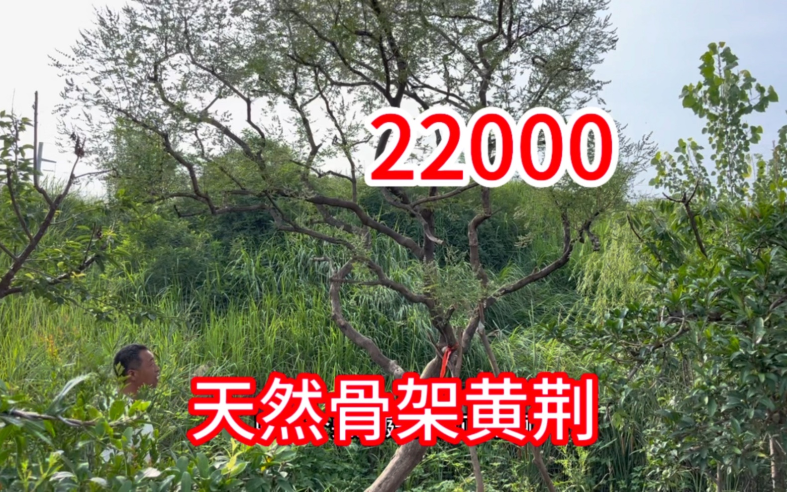 市场王哥有颗移栽3次的黄荆,天然骨架,野趣更浓,22000值吗?哔哩哔哩bilibili