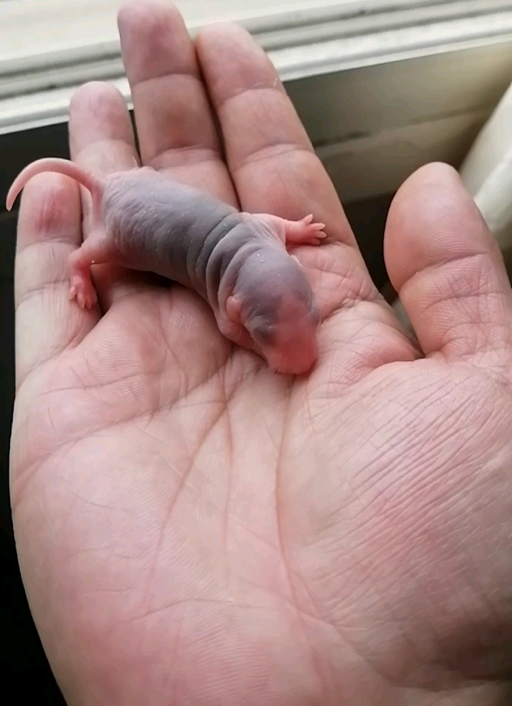 花枝鼠崽崽成长记录第四天