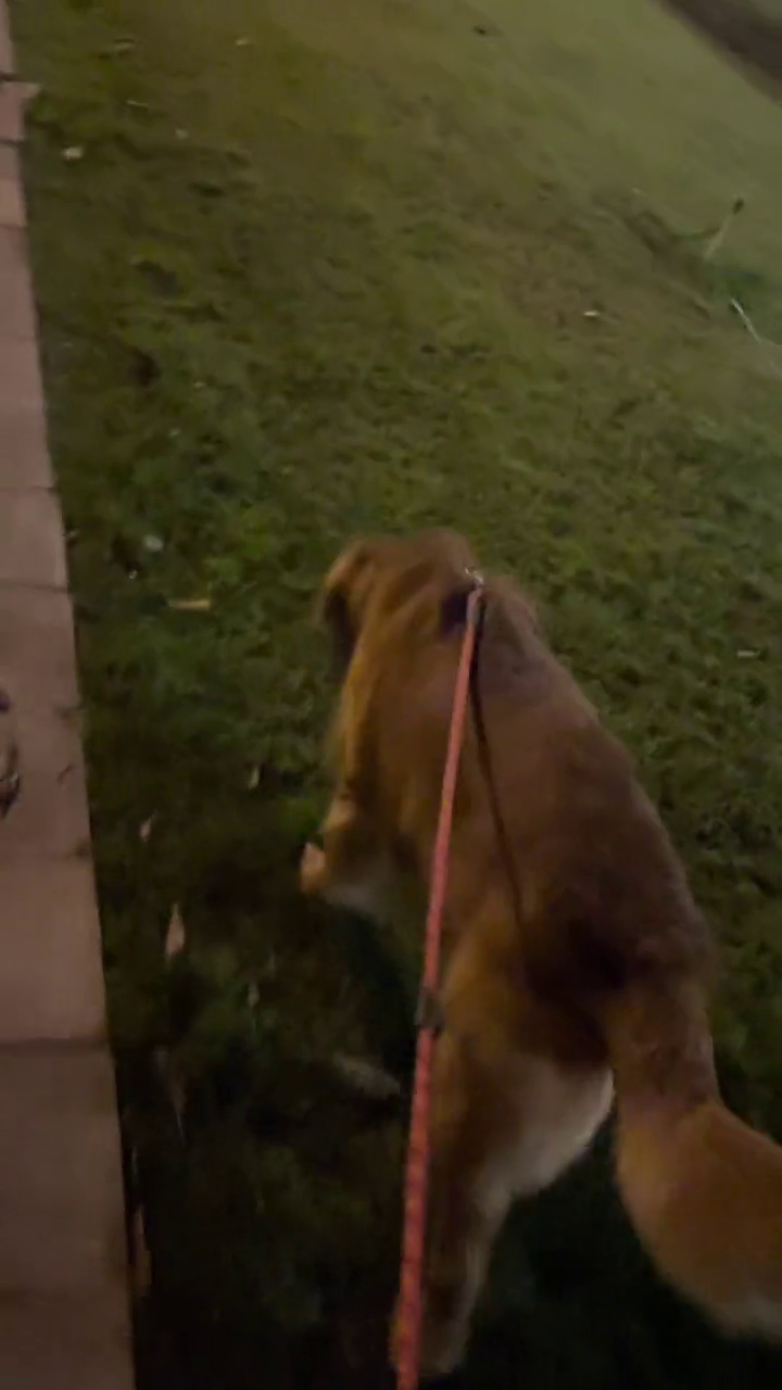 晚风很温柔夜跑城市的夜晚日常遛狗