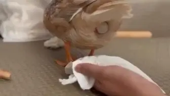鸭子：你们守在我屁股后面真的礼貌吗？