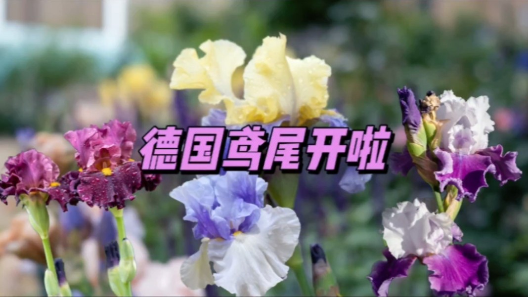 德国鸢尾——花园的彩虹女神哔哩哔哩bilibili