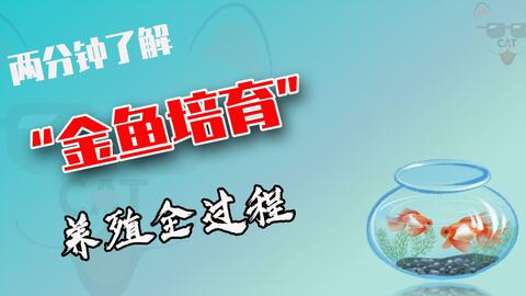 简单实用分辨兰寿金鱼公母的小方法金鱼的雌雄鉴别我们一招学会 哔哩哔哩 简单实用分辨兰寿金鱼公母的小方法金鱼的雌雄鉴别我们一招学会 哔哩哔哩