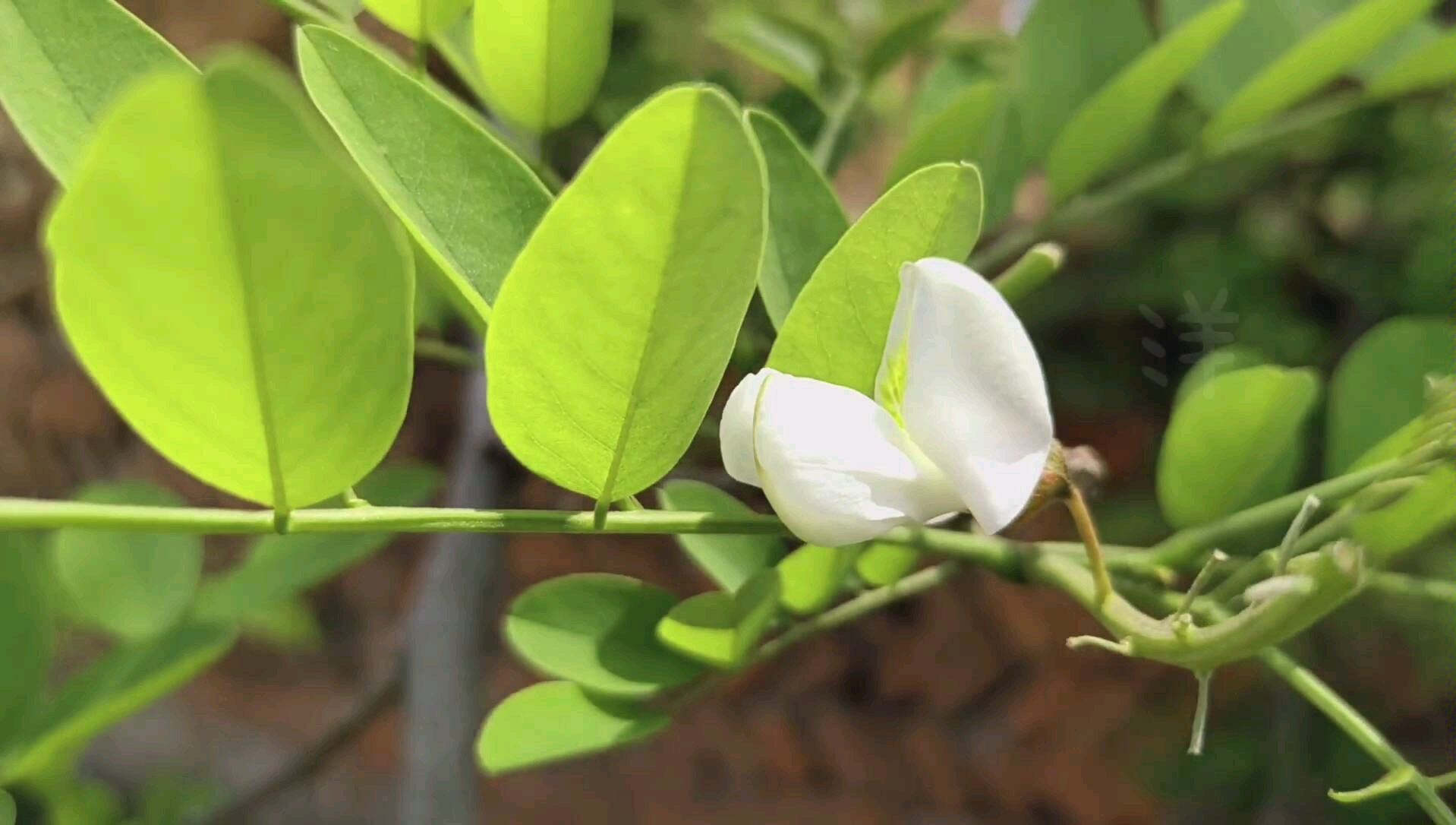 那时夏天睡觉不关窗,有风吹过时,槐树叶沙沙作响.你也吃过槐花麦饭吗?