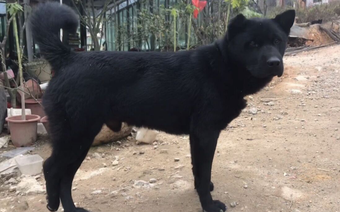 中华田园犬黑色长大图片