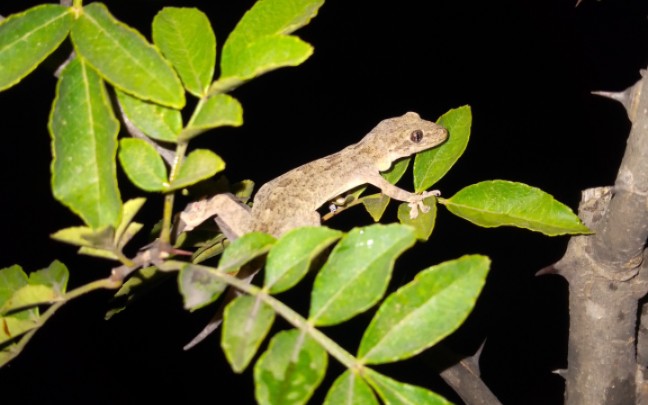 少见晚上在树上捕猎的壁虎,旋转,跳跃,不停歇