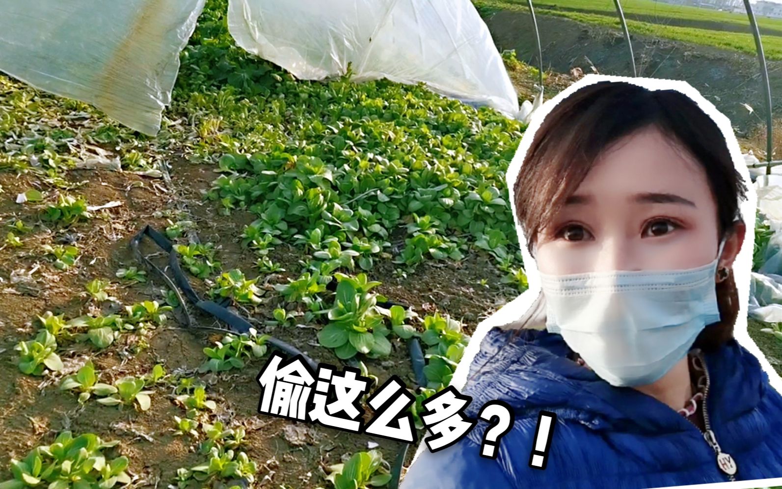 安徽妹子去自家农场闲逛,竟然遇到偷菜贼!小偷跑得也太快了