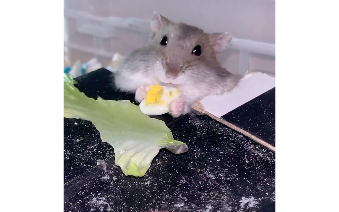 起猛了,看见仓鼠在吃汉堡