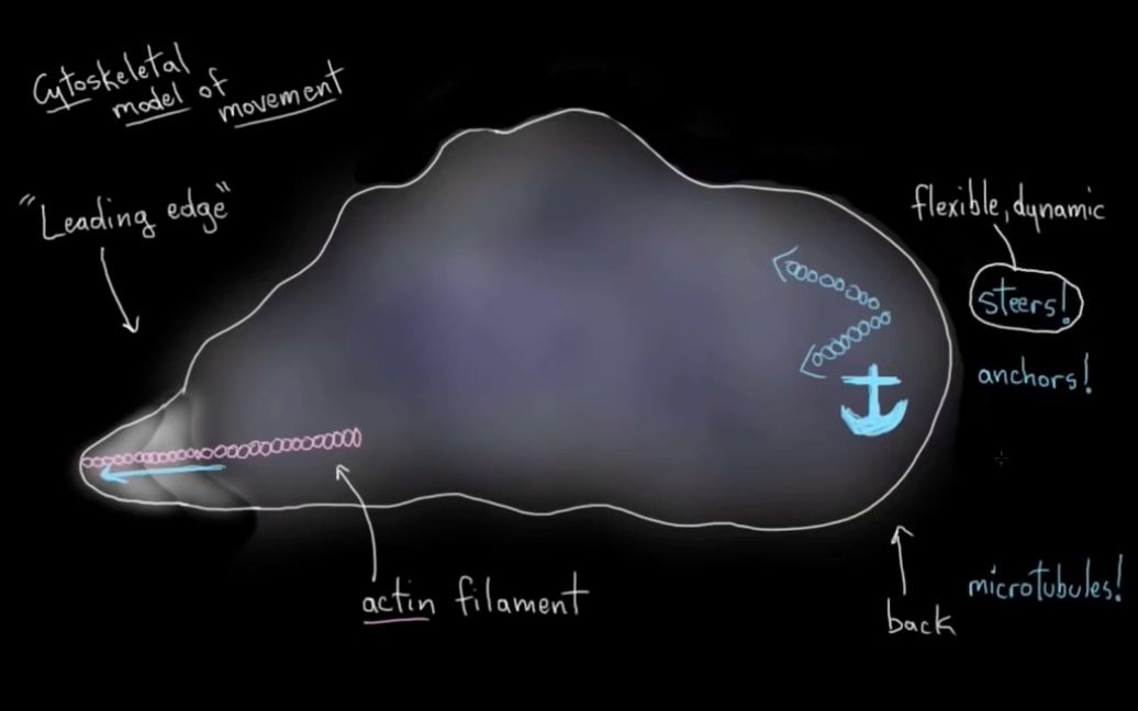 [图]【中英文双语字幕版】讲解细胞运动的机制