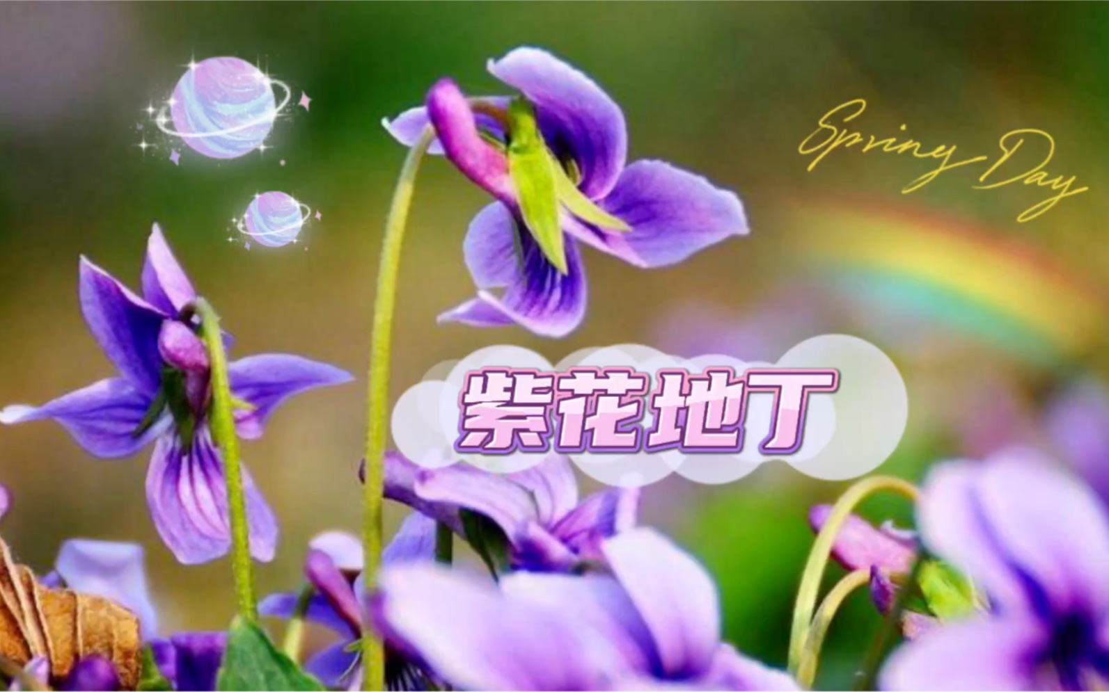 [图]四月会开的花花（十五）：紫花地丁，紫色的小花伞