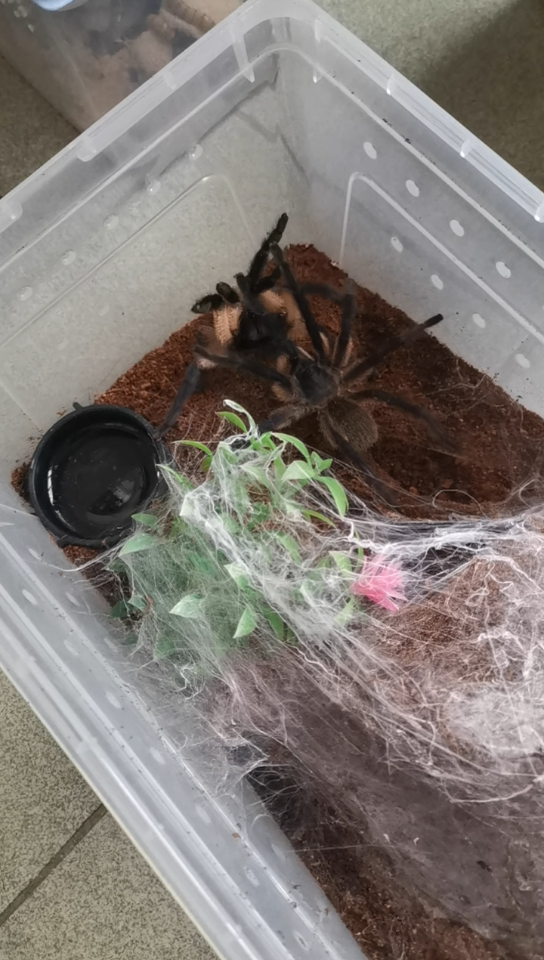 新手养梦幻蓝巴布