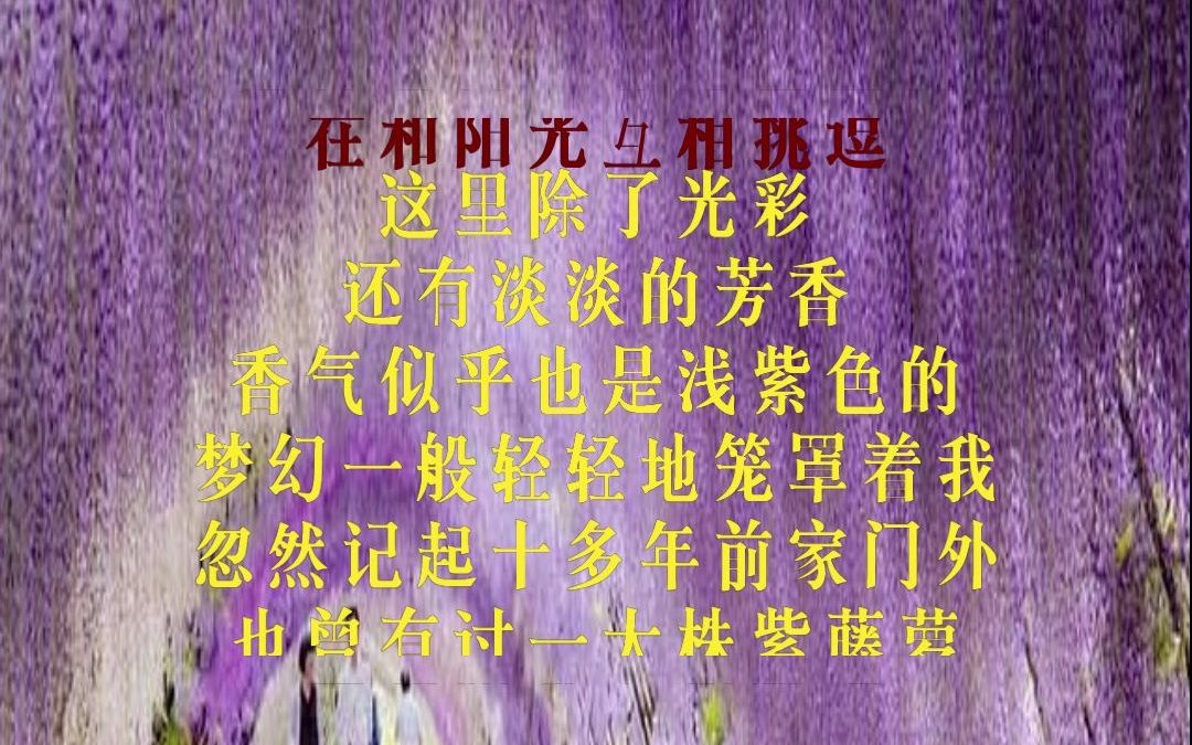 紫藤萝瀑布 经典中国李进系列朗诵2022.1.14.