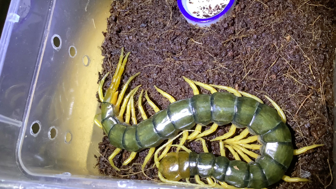 三色翡翠蜈蚣脫殼