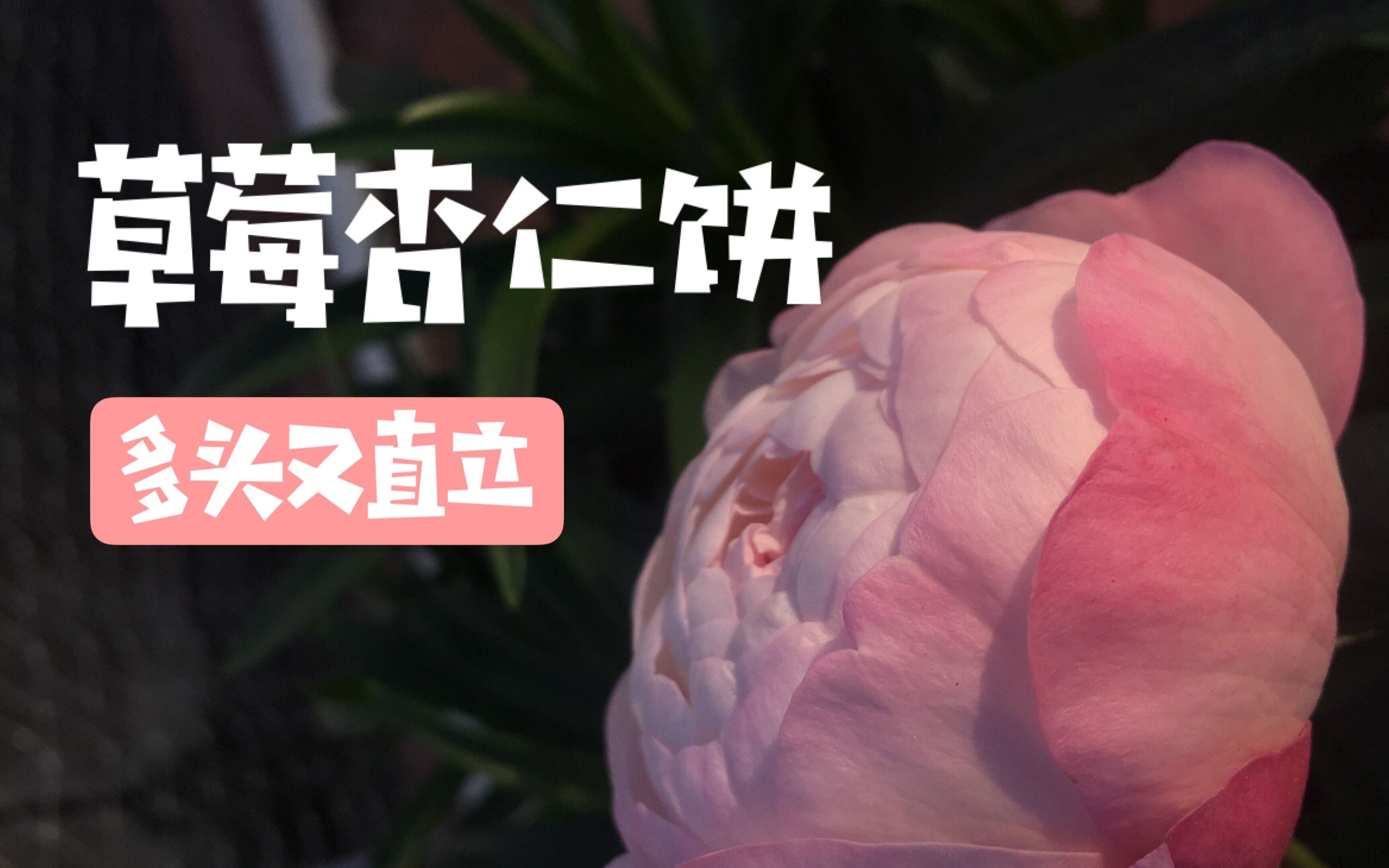 月季||仿佛在过春天的草莓杏仁饼