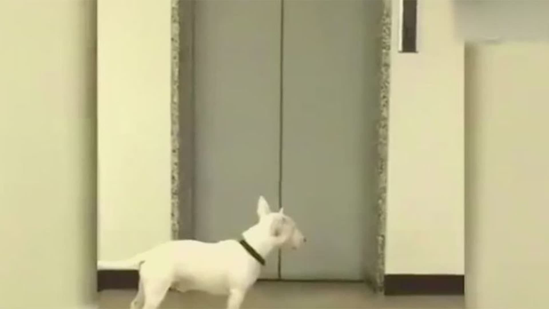 狗狗看到主人回家,兴奋成这个狗样子!有此狗夫复何求