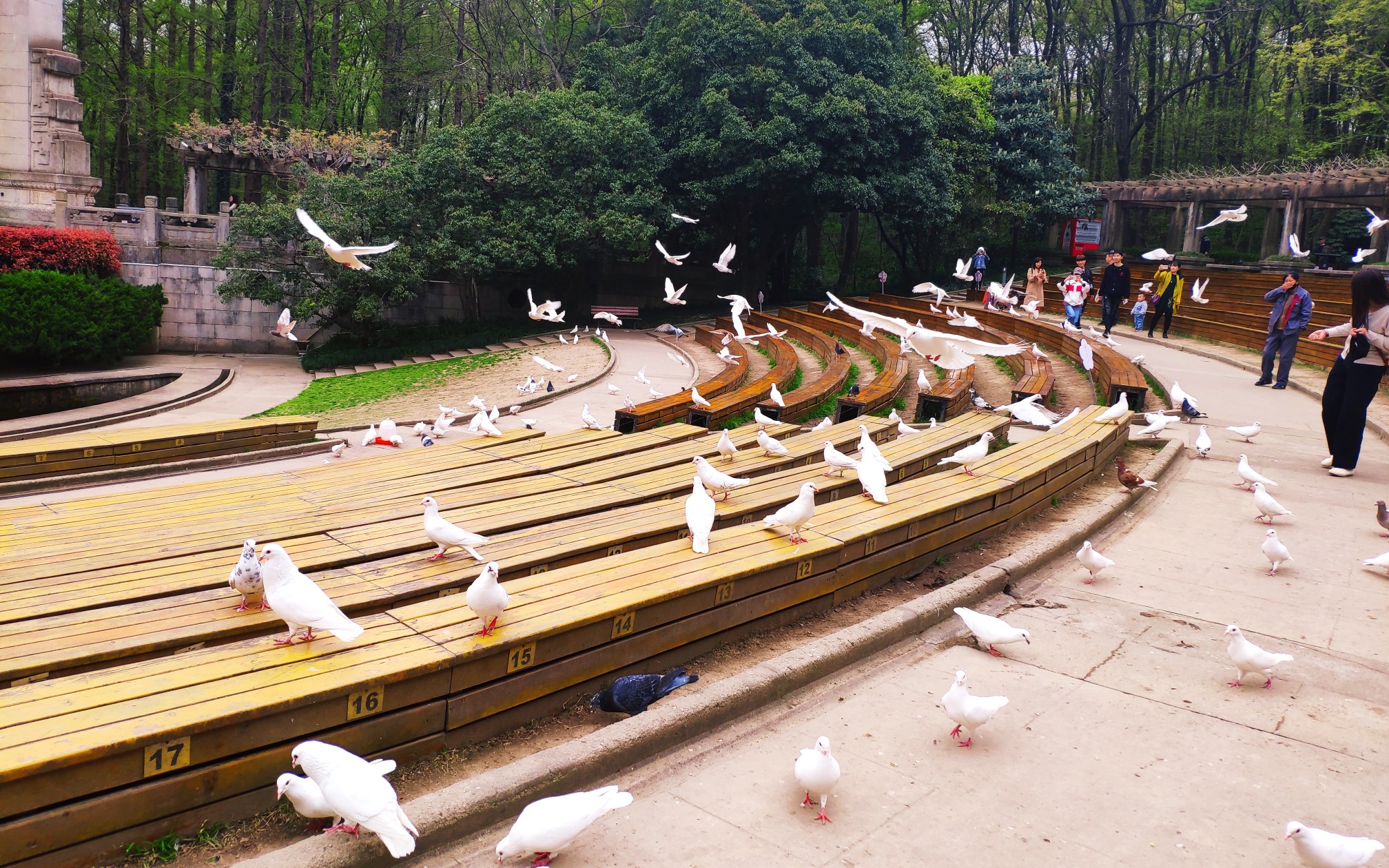 南京钟山音乐台的鸽子们～自由翱翔的感觉也忒爽了叭