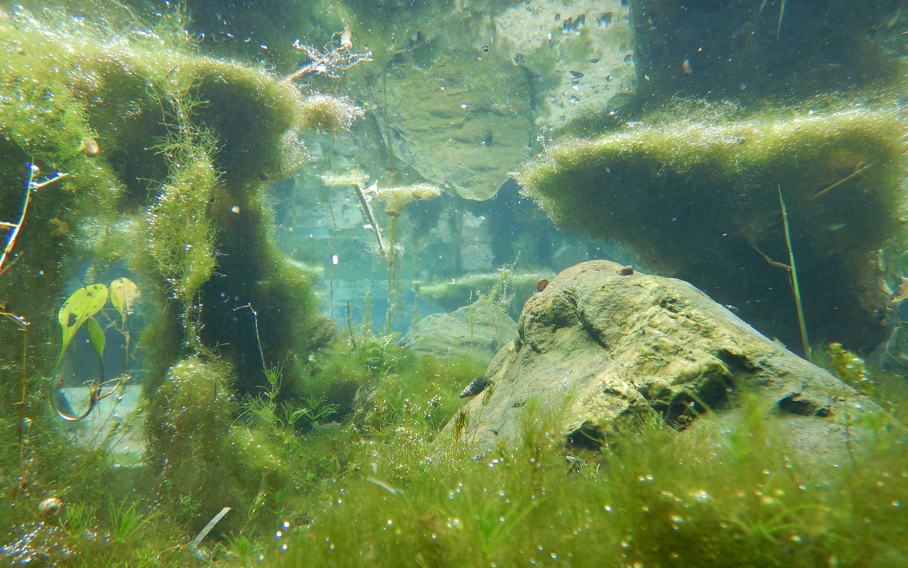 『水下』粤北山区村头小池塘的水下世界(白天)