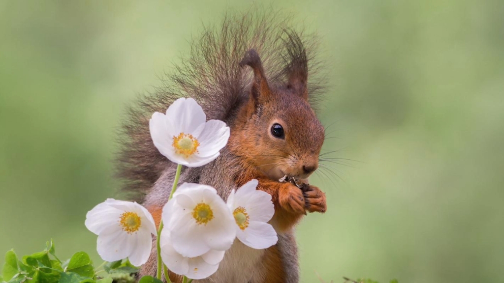 可爱小动物松鼠