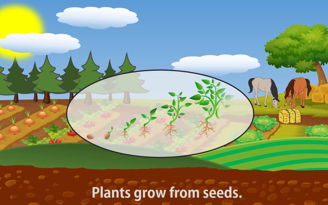 [图]Plant Life Cycle