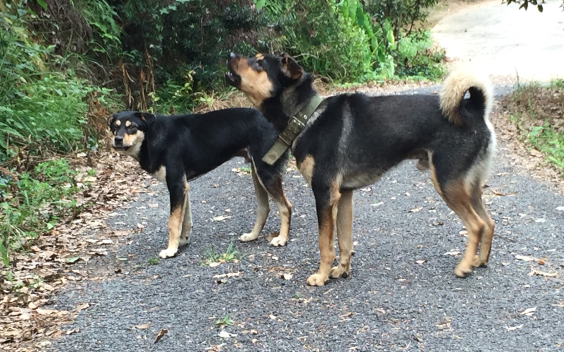 【田園犬叮噹】路遇惡犬四眼父子,主人躲在叮噹後面偷拍_嗶哩嗶哩_bil