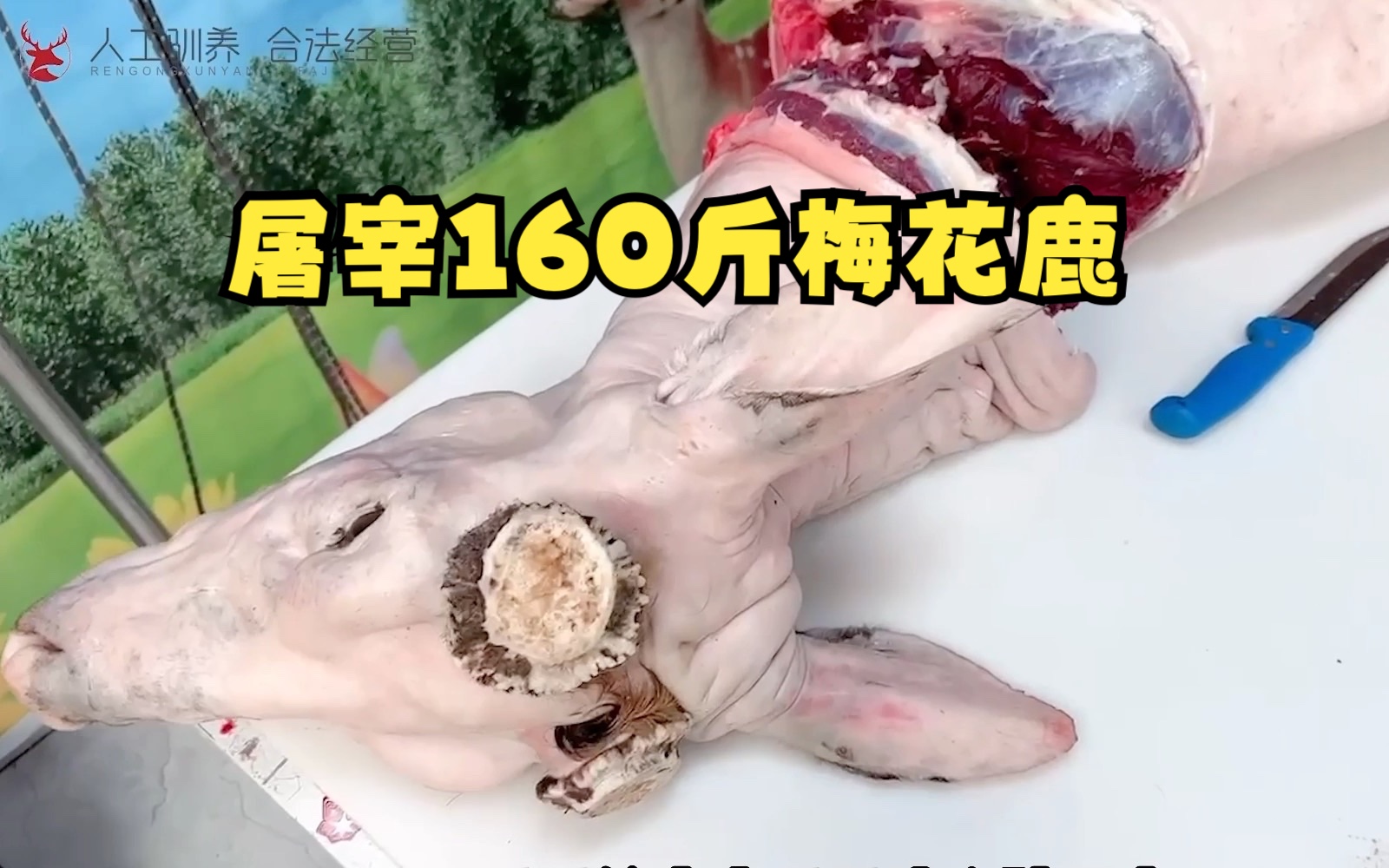 梅花鹿屠宰场,活体现杀160斤公鹿现场分割鹿鞭,鲜鹿鞭怎么吃好