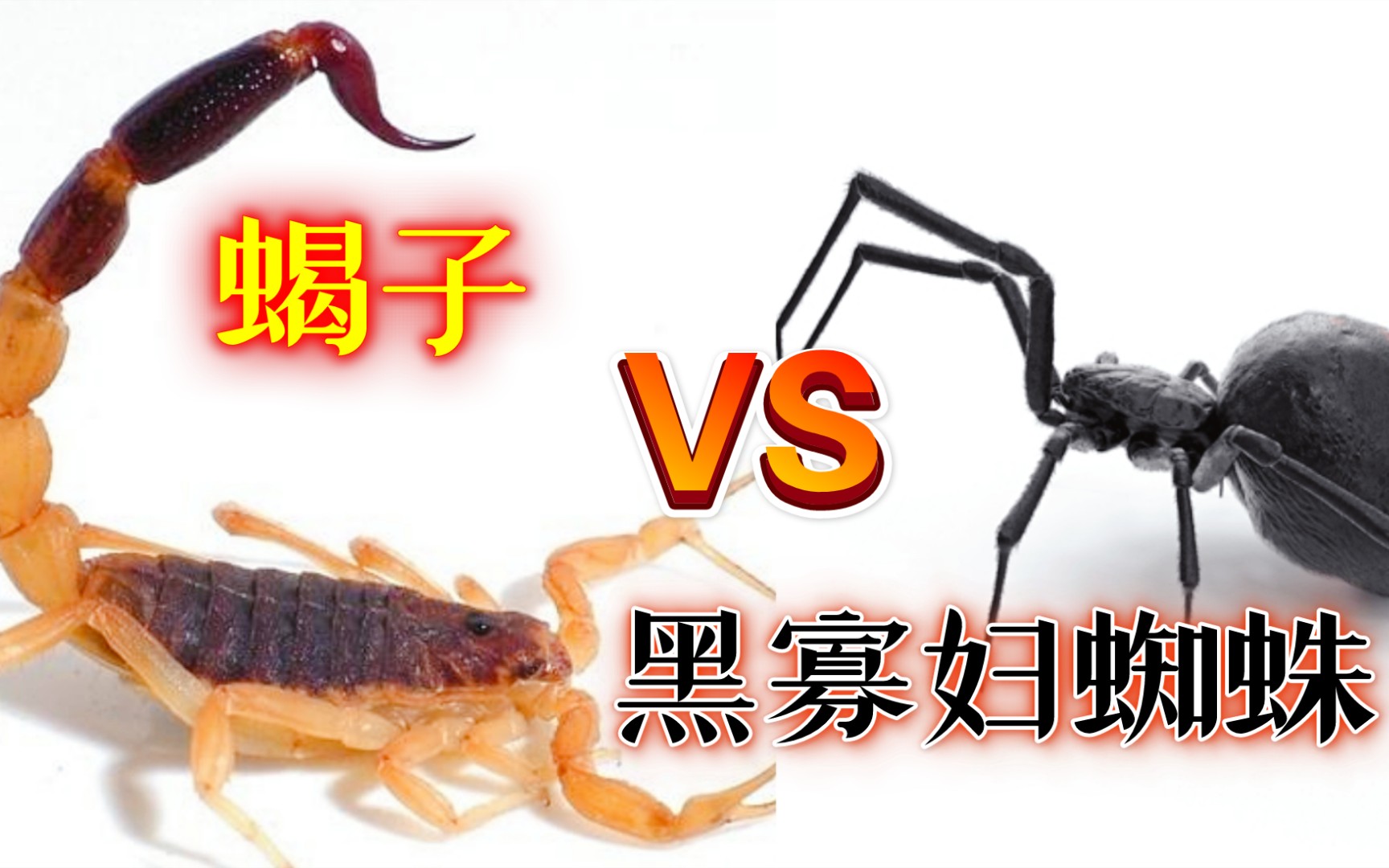 蝎子对战黑寡妇蜘蛛最后用毒针一击必杀这次蝎子终于赢了4k超清