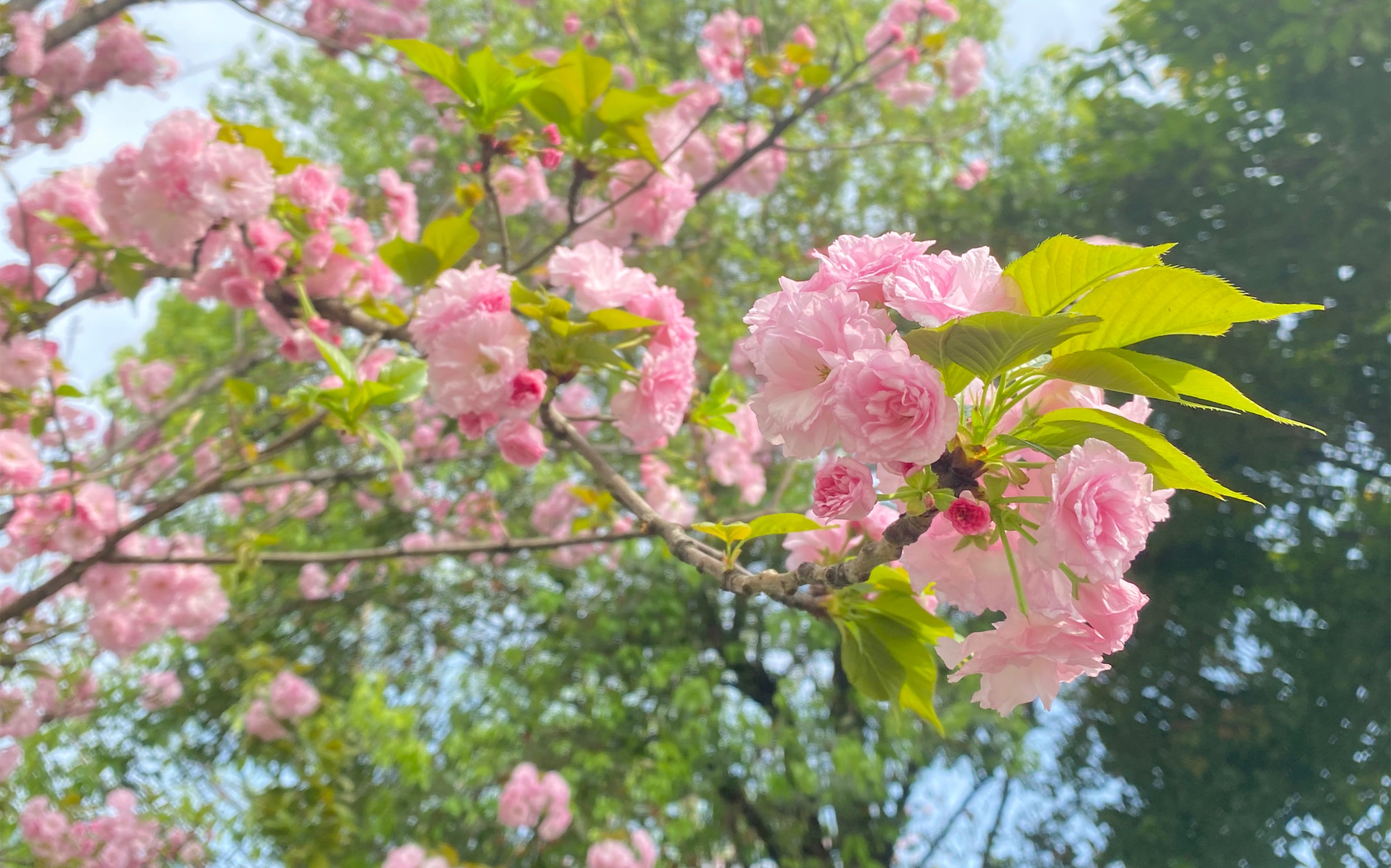 蔚然,茂也.不愿错过的茂盛花海,but没有樱花,李花也开过了哔哩哔哩bilibili