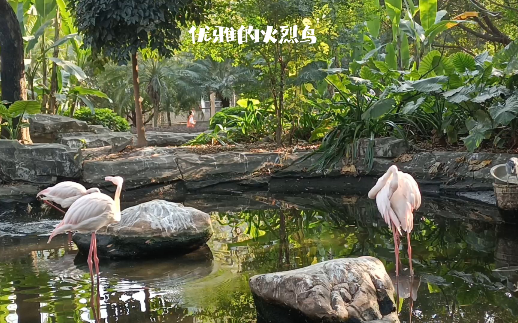 广州动物园的火烈鸟,美丽优雅