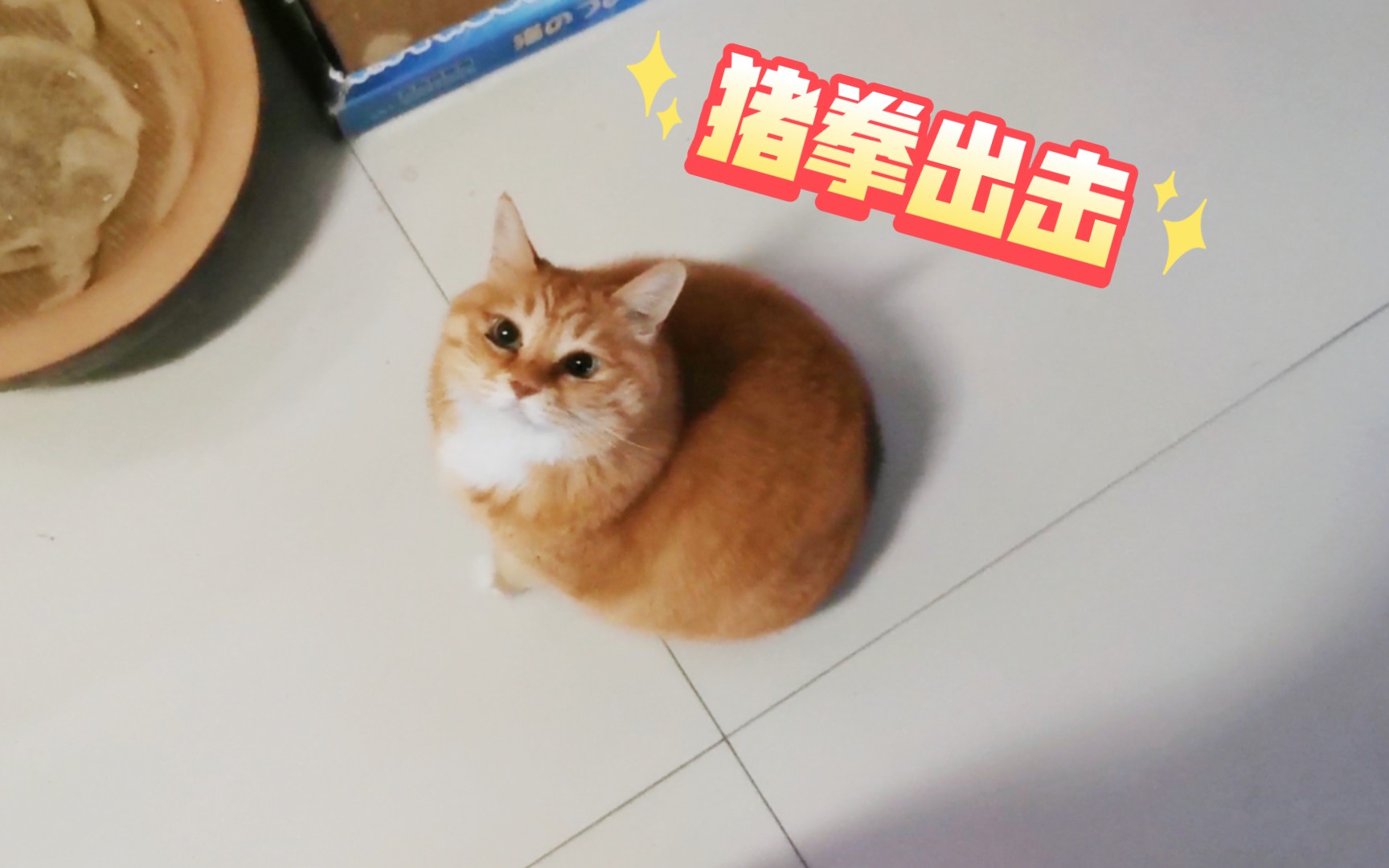 豆麻回家啦,结果……挨了一顿猪猪拳哔哩哔哩bilibili