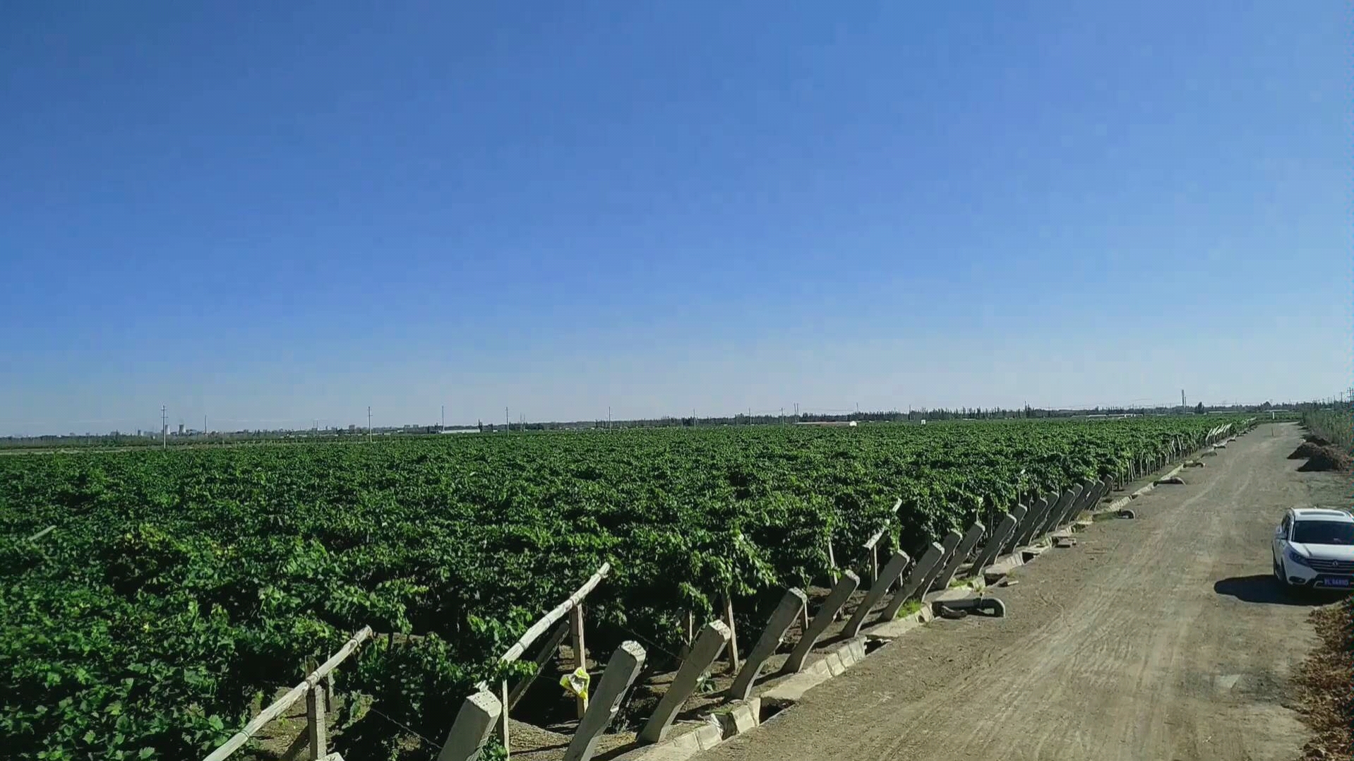 新疆哈密葡萄园