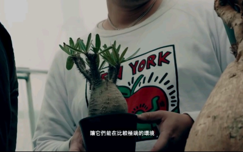 HYPEBEAST专访Plants of Gods团队 块根植物介绍哔哩哔哩bilibili