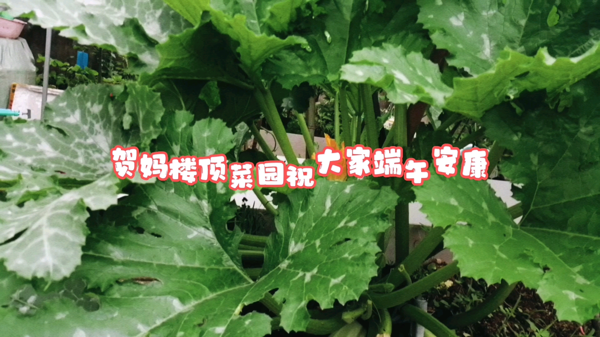 [图]一大早上楼顶菜园摘上菜回家过节喽，祝网友们端午安康，全家幸福