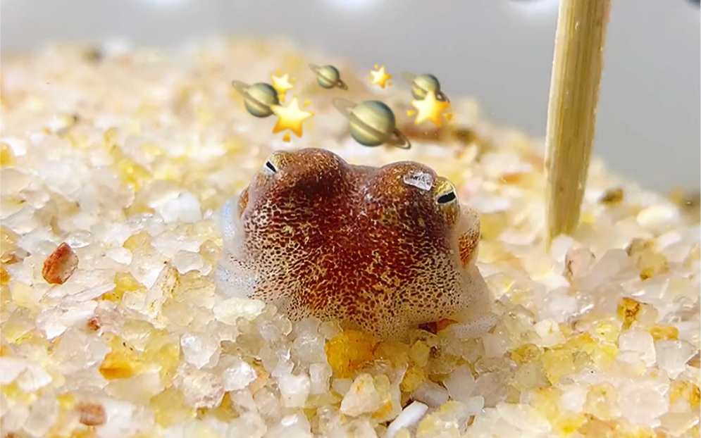 活动作品这样的黄金乌贼你见过么