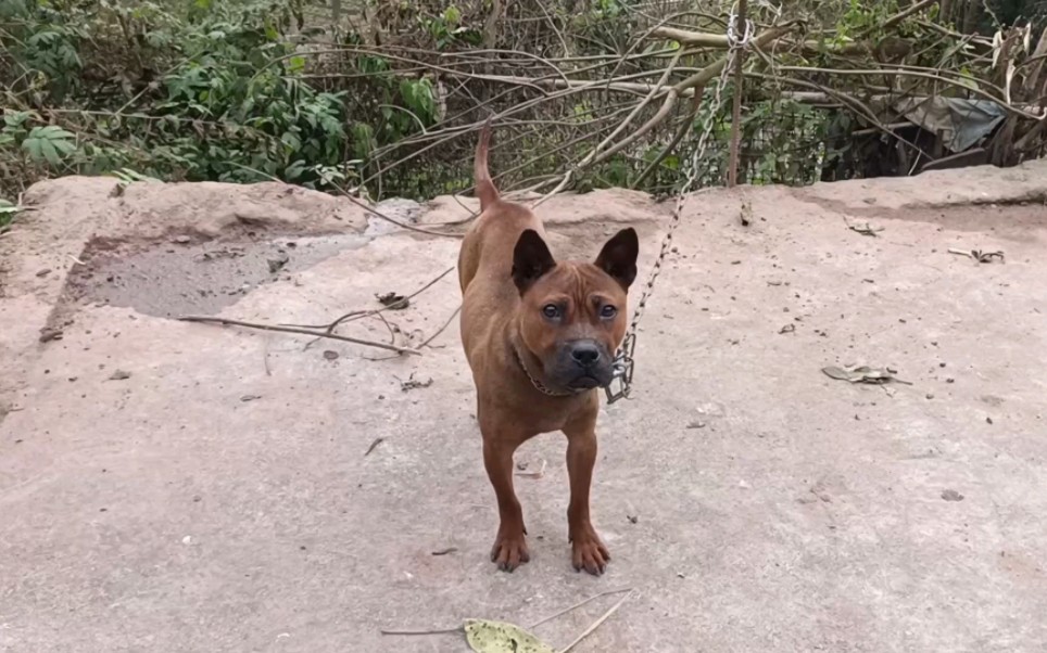 去看一窝川东猎犬小可爱,还有点小等几天再来捉.