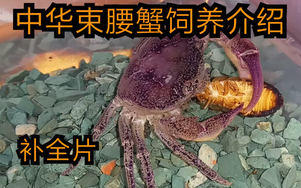 中华束腰蟹饲养介绍(补全片)_哔哩哔哩_bilibili
