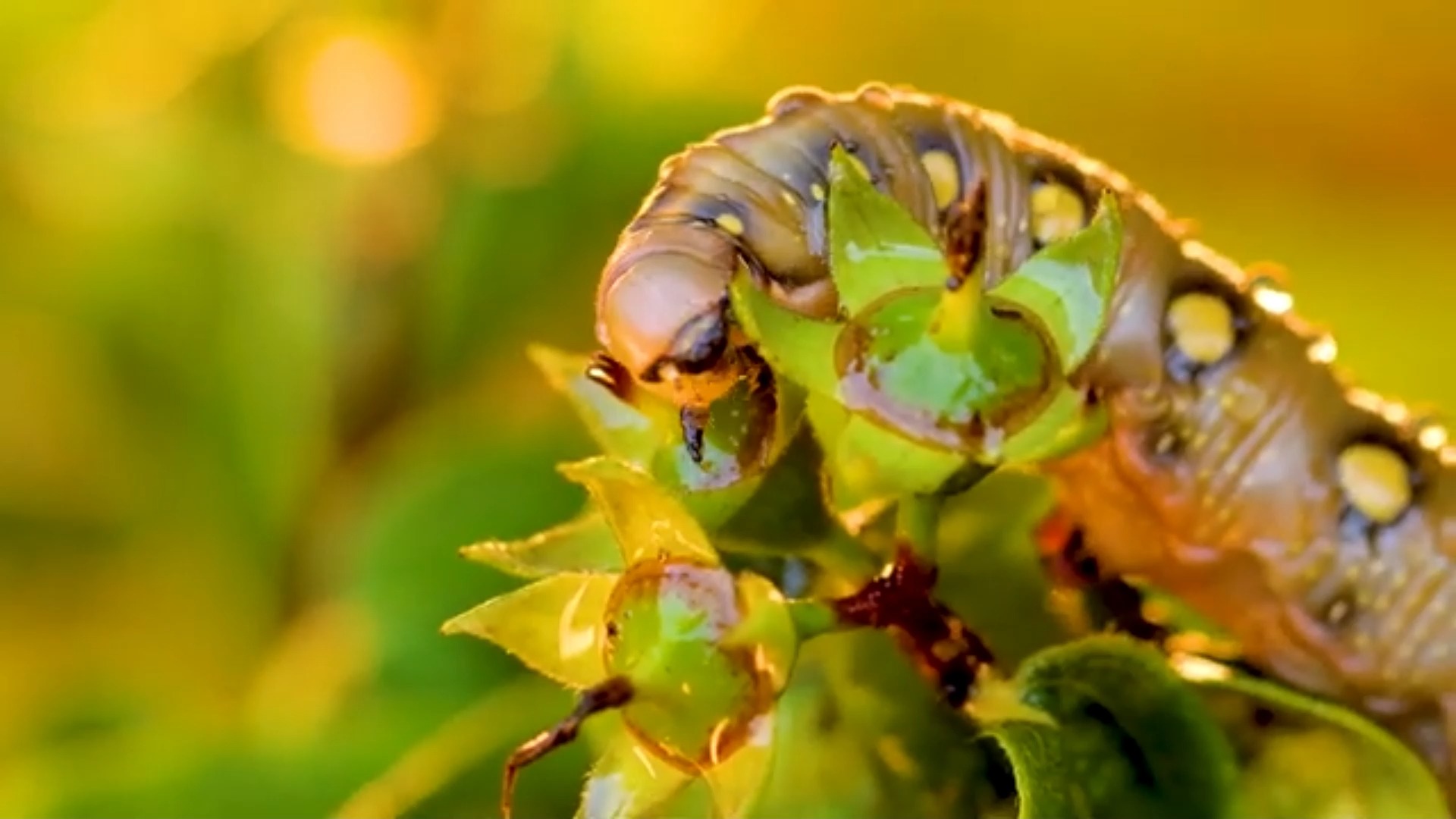 昆虫-8k(60fps)ultra hd-带有自然声音(彩色动态)2