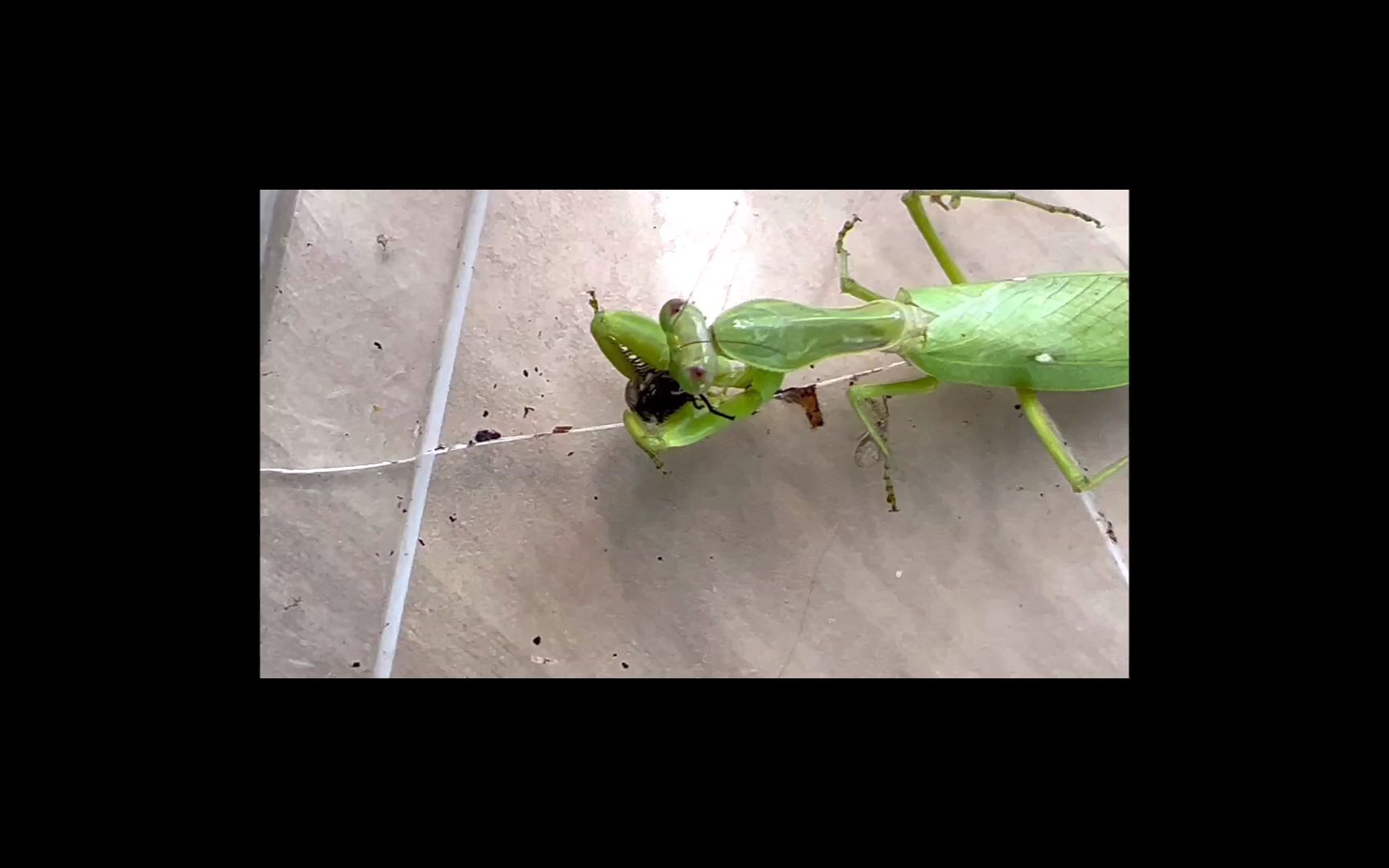 螳螂吞噬苍蝇惊现大量蝇蛆