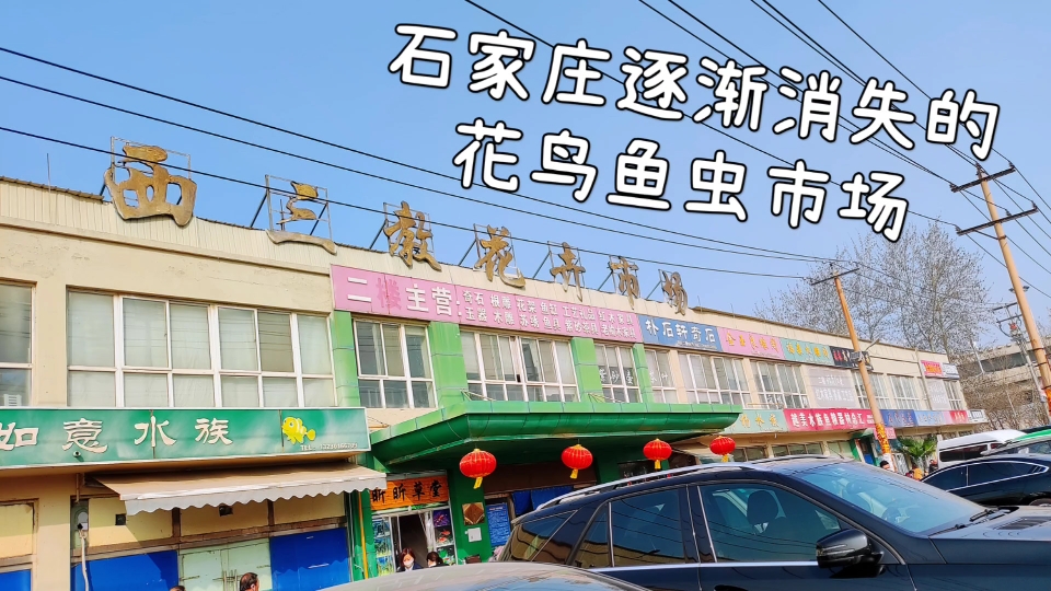 石家庄又一花鸟鱼虫市场准备拆除 看看能捡漏吗