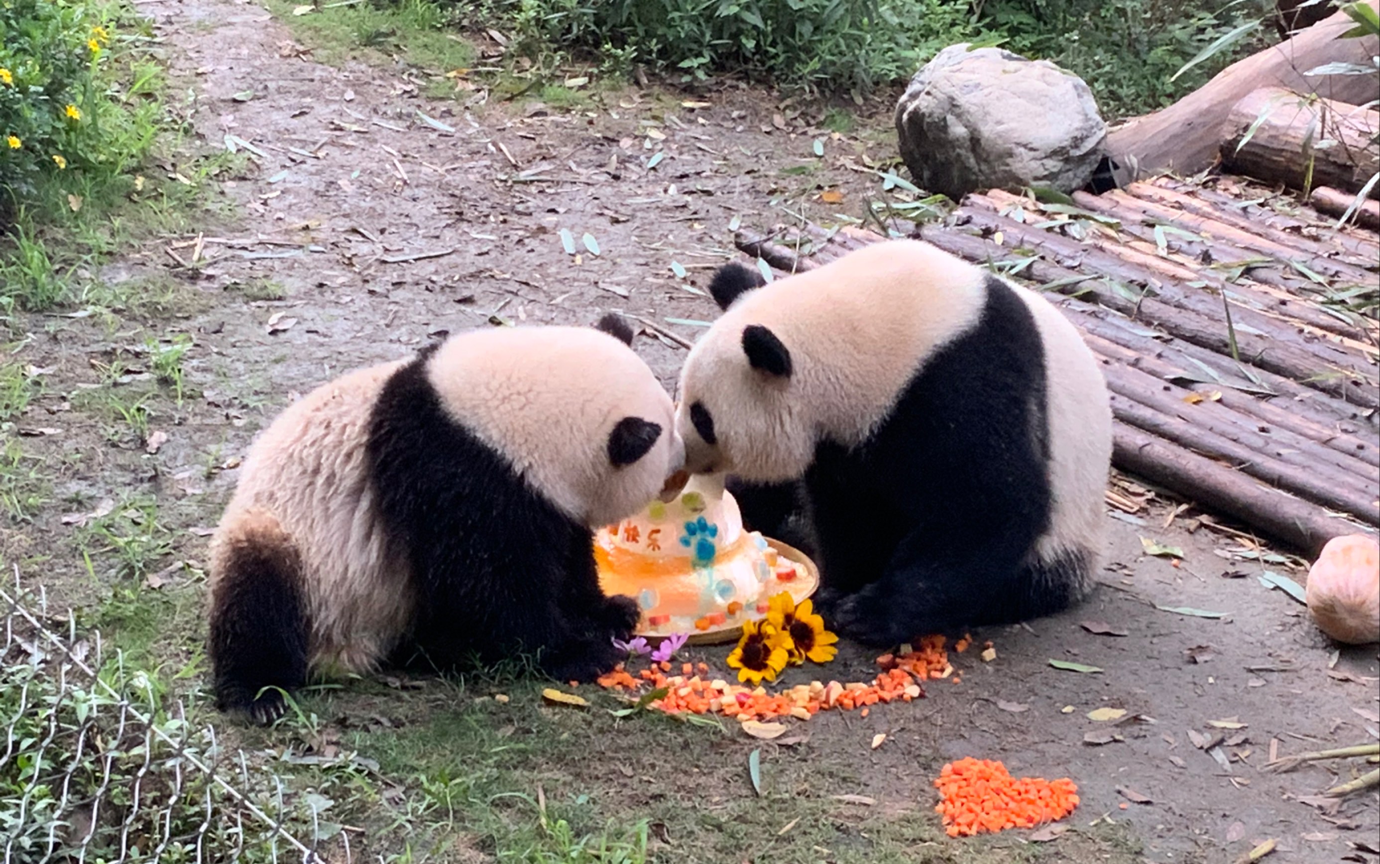 大熊貓和花和葉生日會