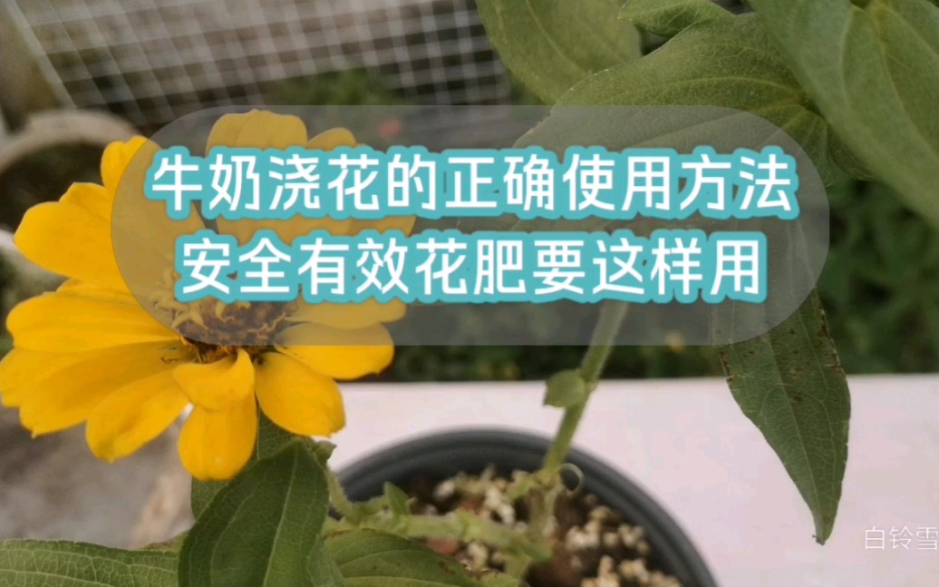 牛奶沤肥浇花的正确使用方法,安全有效的花肥要这样用哔哩哔哩bilibili