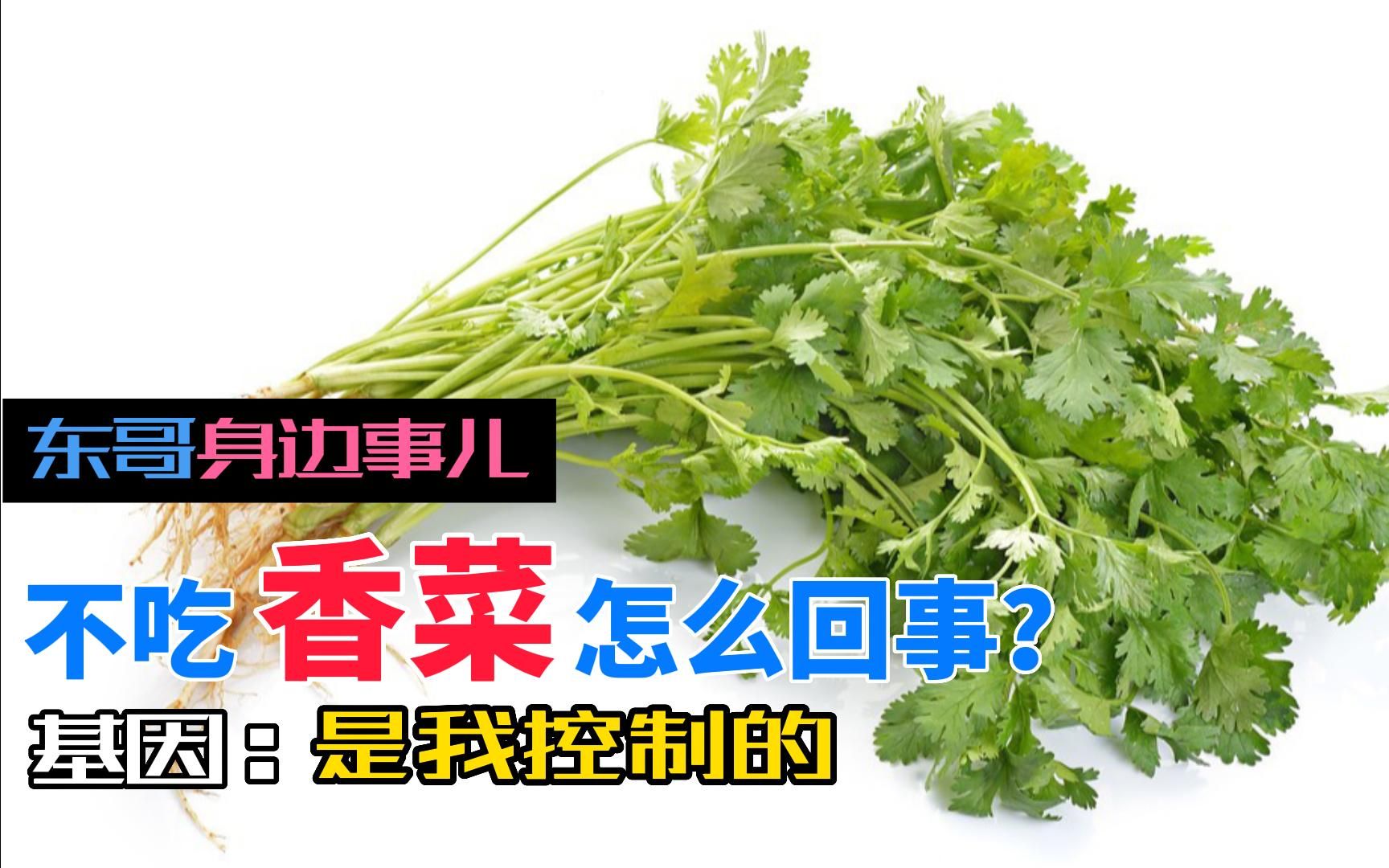 不吃香菜不是因为挑食,而是基因问题!