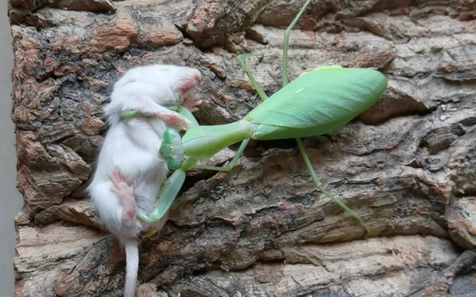 巨齿斧螳vs白鼠_哔哩哔哩_bilibili