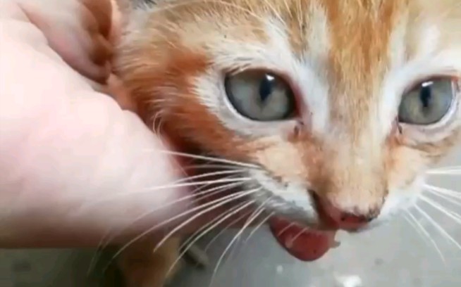 小橘猫撒娇哦/吼吼吼