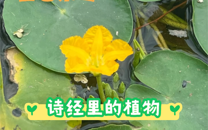 诗经里的植物,“参差荇菜,左右芼之……窈窕淑女,钟鼓乐之哔哩哔哩bilibili