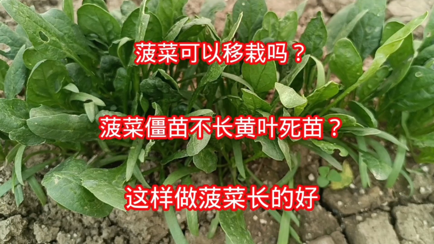 菠菜可以移栽吗?菠菜僵苗不长黄叶死苗?这样做菠菜长的好哔哩哔哩bilibili