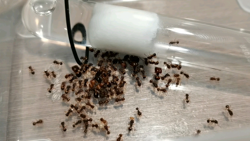 换巢中的光腿刺切叶蚁