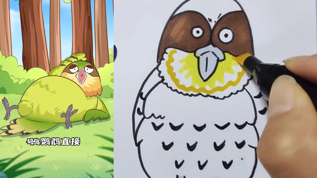 鸮鹦鹉 #动画 #画画