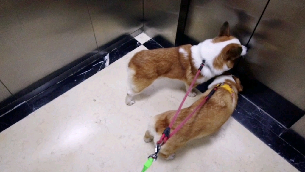 【柯基】出门遛弯