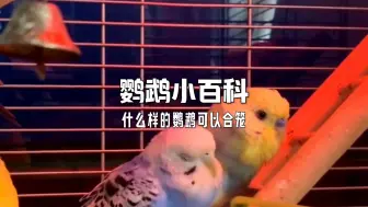 什么样的鹦鹉可以合笼