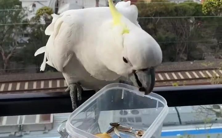 今天来了两只野生葵花鹦鹉风太大都炸毛了