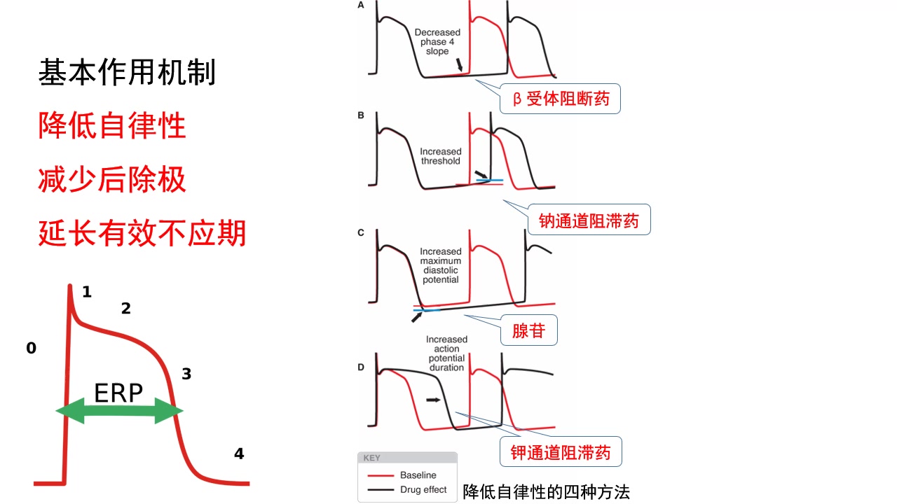 [图]魏老师的药理课——抗心律失常药